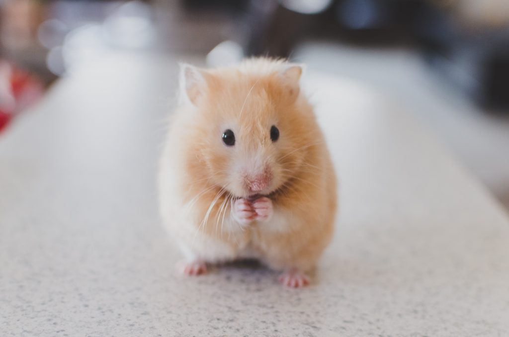 friendliest hamster