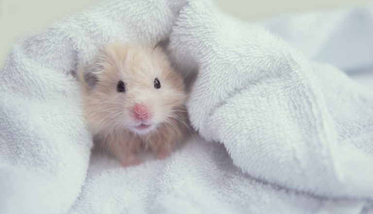 Can Hamsters Swim and Do They Like It?
