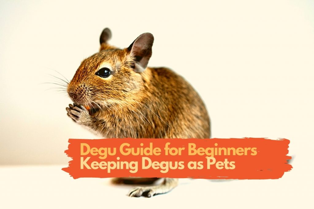beginner guide for pet degus