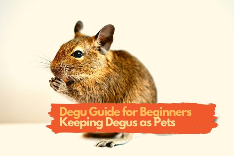 Degu Guide for Beginners | Keeping Degus as Pets