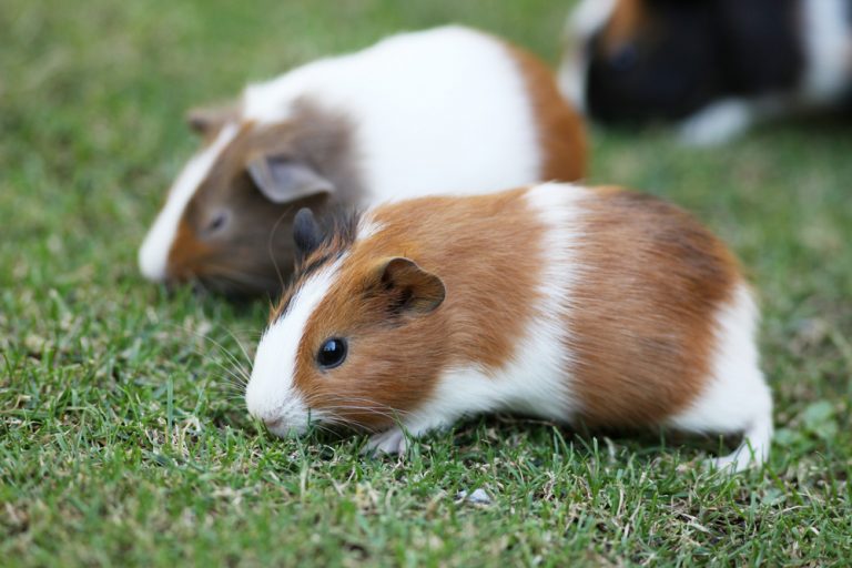 Can Guinea Pigs Live Outside?