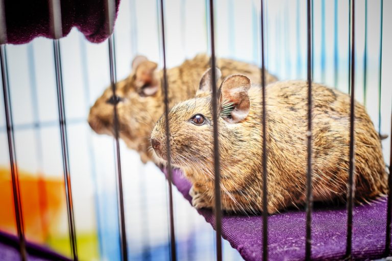 Degu Cage Guide: What You Need to Know About Degu Cages