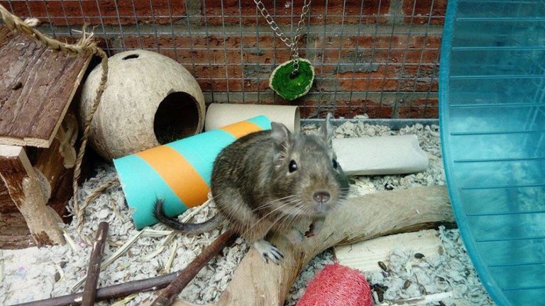 Choosing The Right Accessories for Your Degu Cage