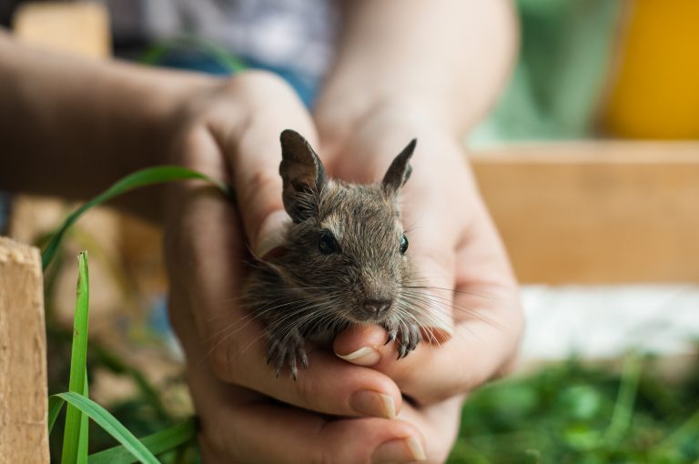 The Degu Care Guide: How to Take Care for Your Degus?
