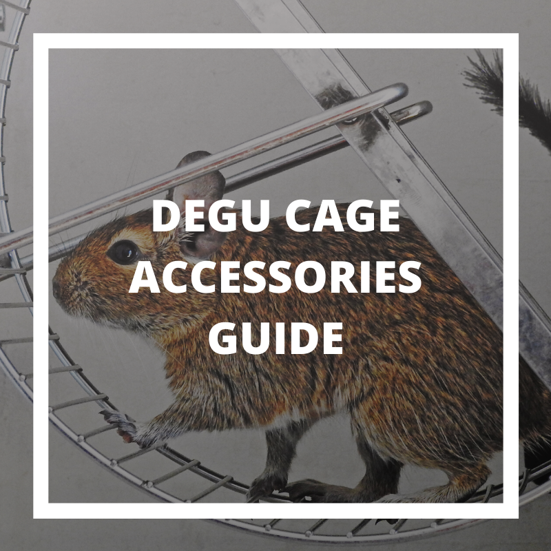 degu cage accessories guide