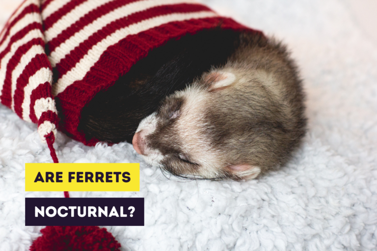 Are Ferrets Nocturnal? (Understanding Their Sleeping Habits)