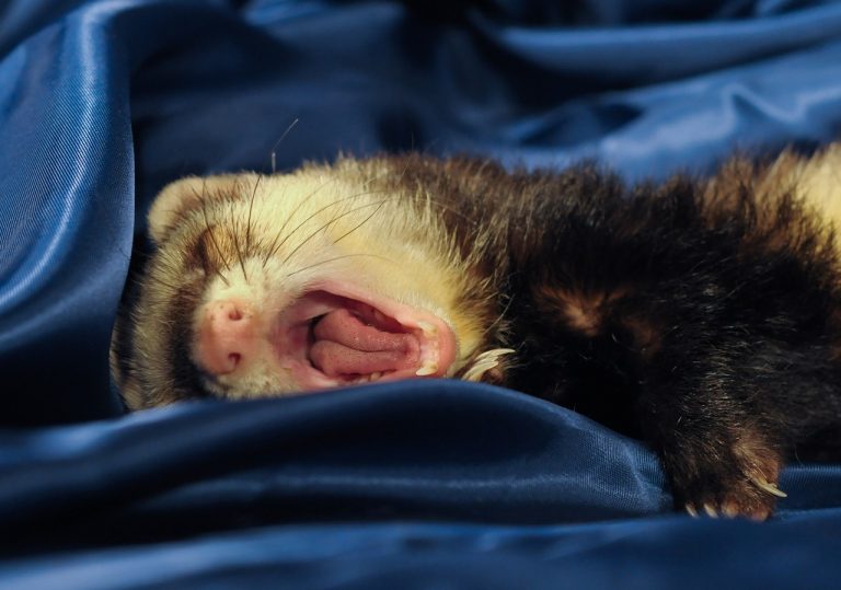 The Sleeping Habits of Ferrets: Are Ferrets Nocturnal?