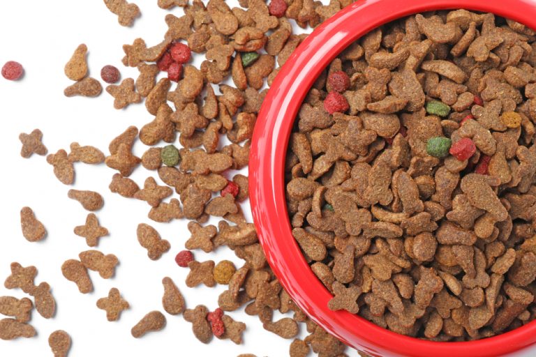 Ferret Dietary Questions: Can Ferrets Eat Cat Food?