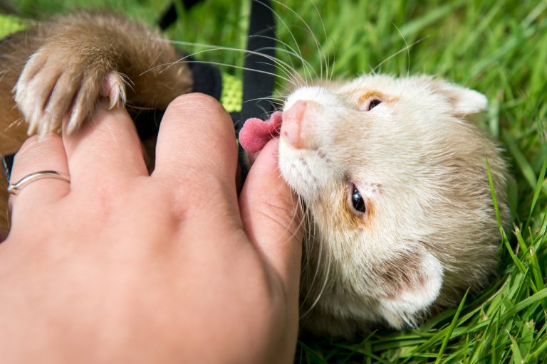 The Ferret Bite: Do Ferrets Bite and Does a Bite Hurt?