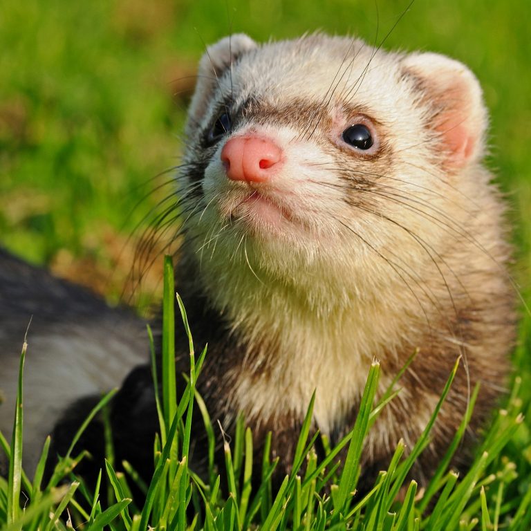 The Ferret Guide: What Is a Ferret and Is It A Good Pet?