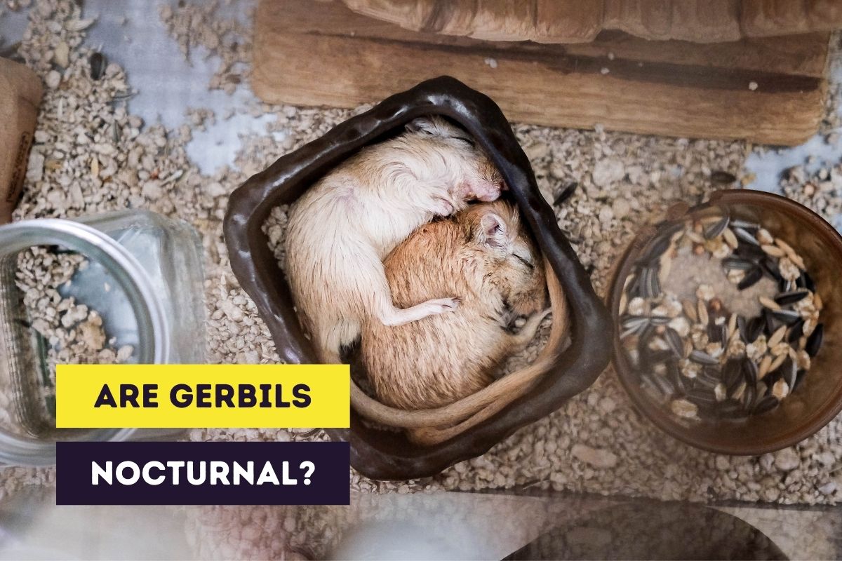 are gerbils nocturnal