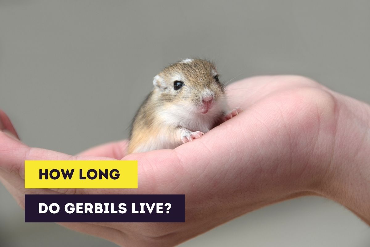 how long do gerbils live
