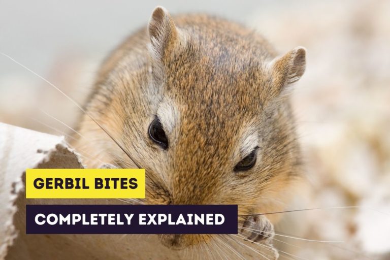 Gerbil Bites: Do Gerbils Bite, Does It Hurt and What to Do?