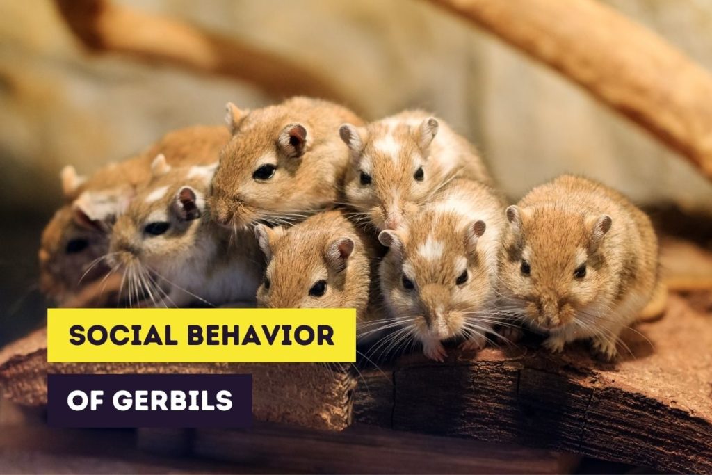 social behavior of gerbils