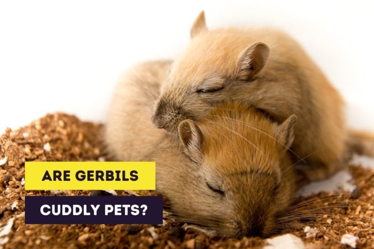 Are Gerbils Cuddly Pets? (Tips to Bond With Your Gerbils)