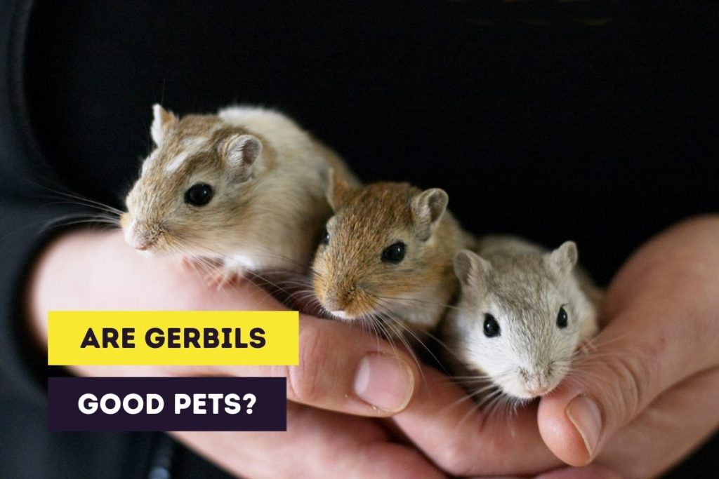 are gerbils good pets