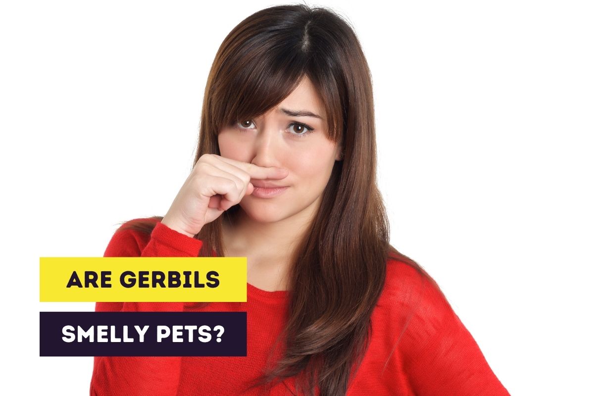 are gerbils smelly