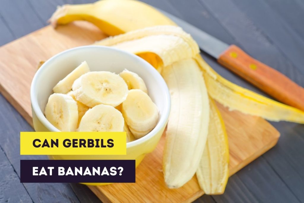 can gerbils eat bananas