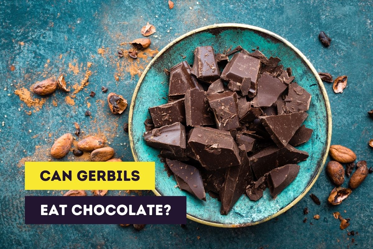 can gerbils eat chocolate