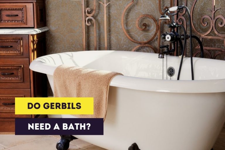 Do Gerbils Need Baths? (How Gerbils Keep Themselves Clean)