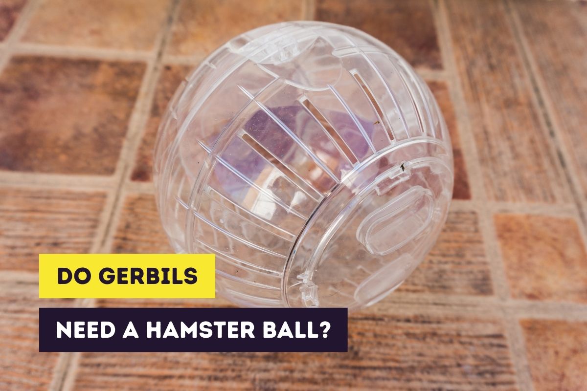 do gerbils need hamster ball