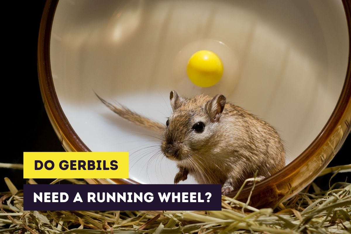 do gerbils need wheel