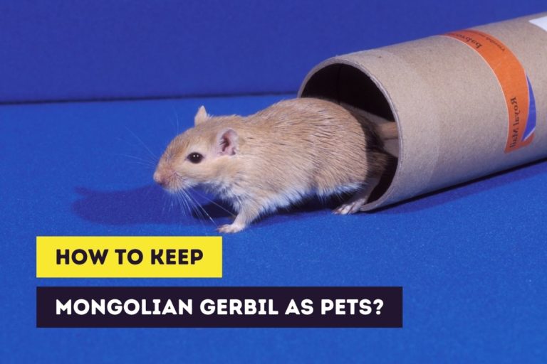 Gerbil Guide for Beginners | Keeping Gerbils as Pets