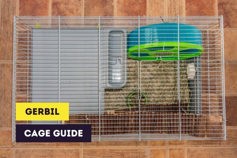 Gerbil Cage Guide | Helpful Guide to Choosing Gerbil Cages