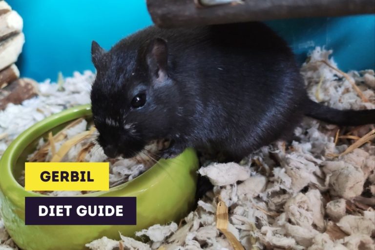 Complete Gerbil Diet Guide (With Tips and Schedule)