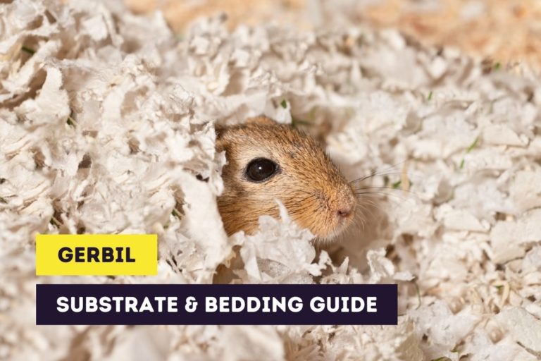 Gerbil Substrate & Bedding | Safe and Suitable Materials