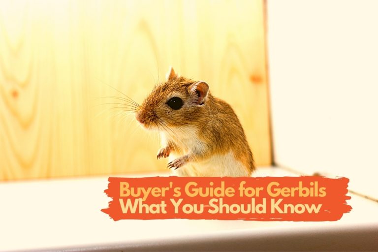 What You Need to Know Before You Buy Gerbils (Buyer’s Guide)