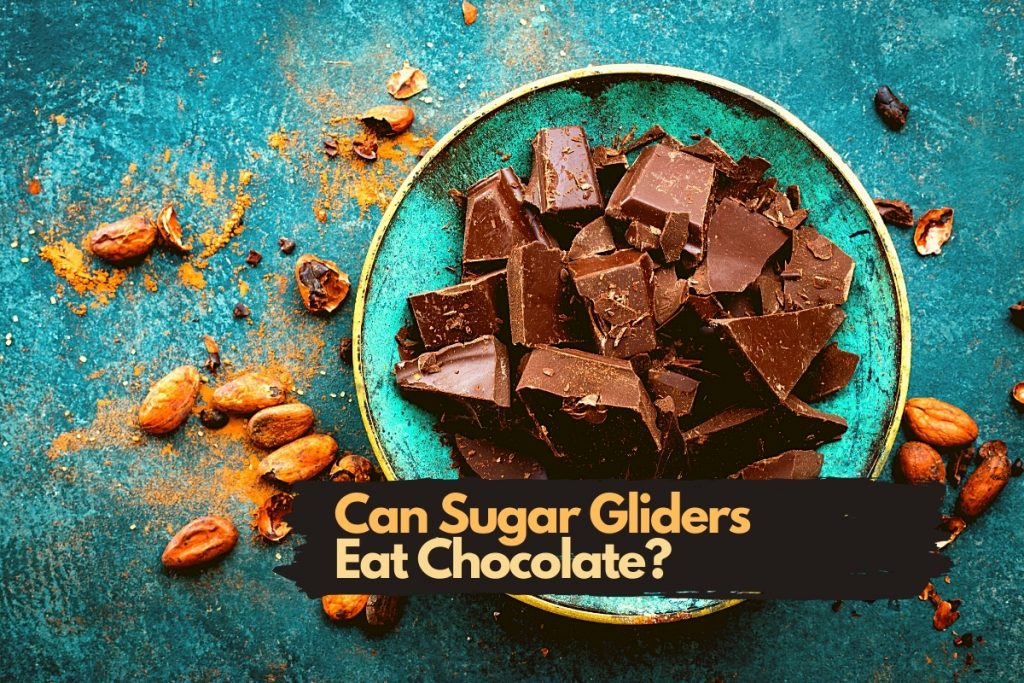 can sugar gliders eat chocolate