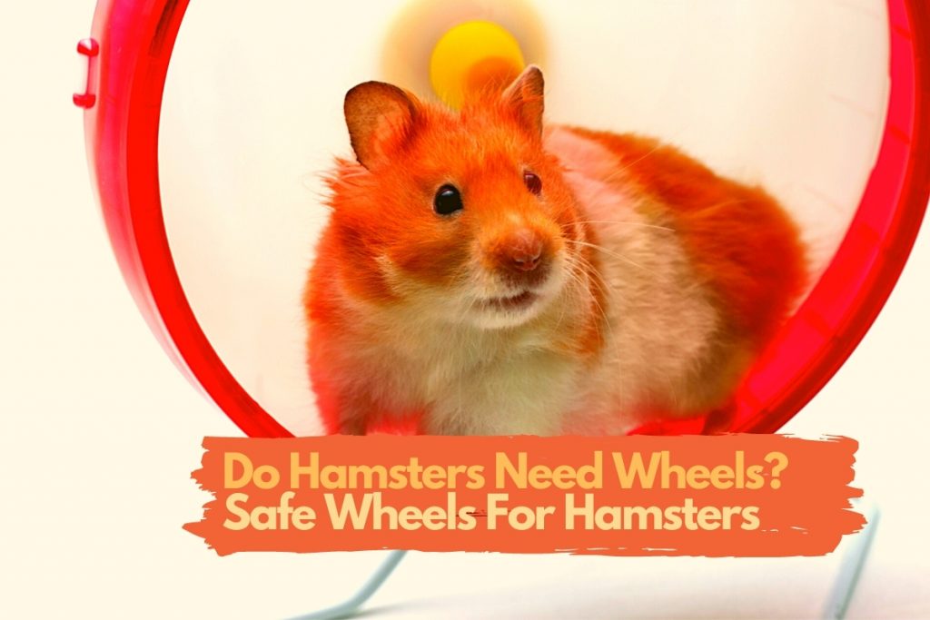 do hamsters need wheel