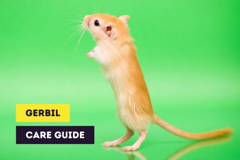 Gerbil Care Guide | How to Treat Gerbils? (With FAQ)
