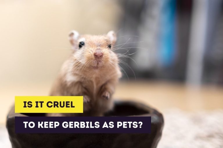 Is It Cruel to Keep Gerbils? (How to Treat Pet Gerbils)
