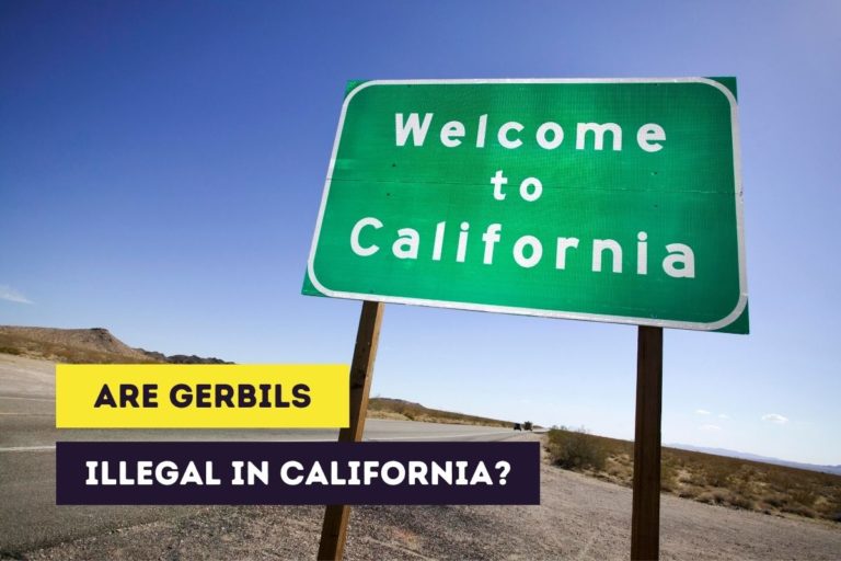 Are Gerbils Illegal in California? (Legality of Gerbils)