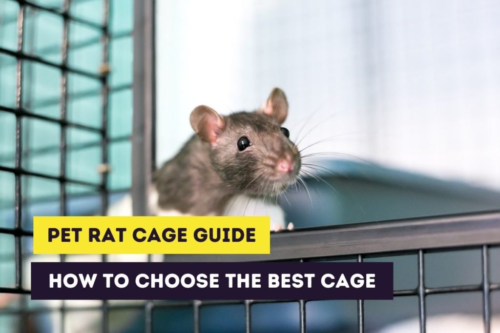 pet rat cage guide
