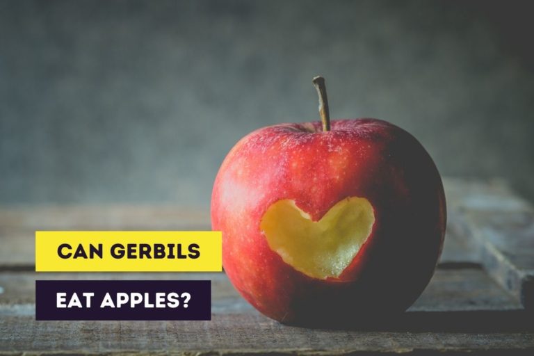 Can Gerbils Eat Apples? (Fresh, Dried and Dehydrated)