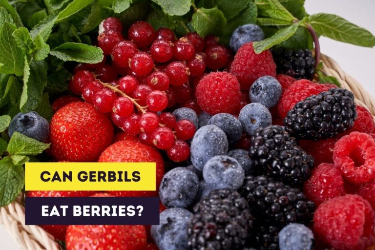 Can Gerbils Eat Berries? (6 Common Berries + Best Berry)