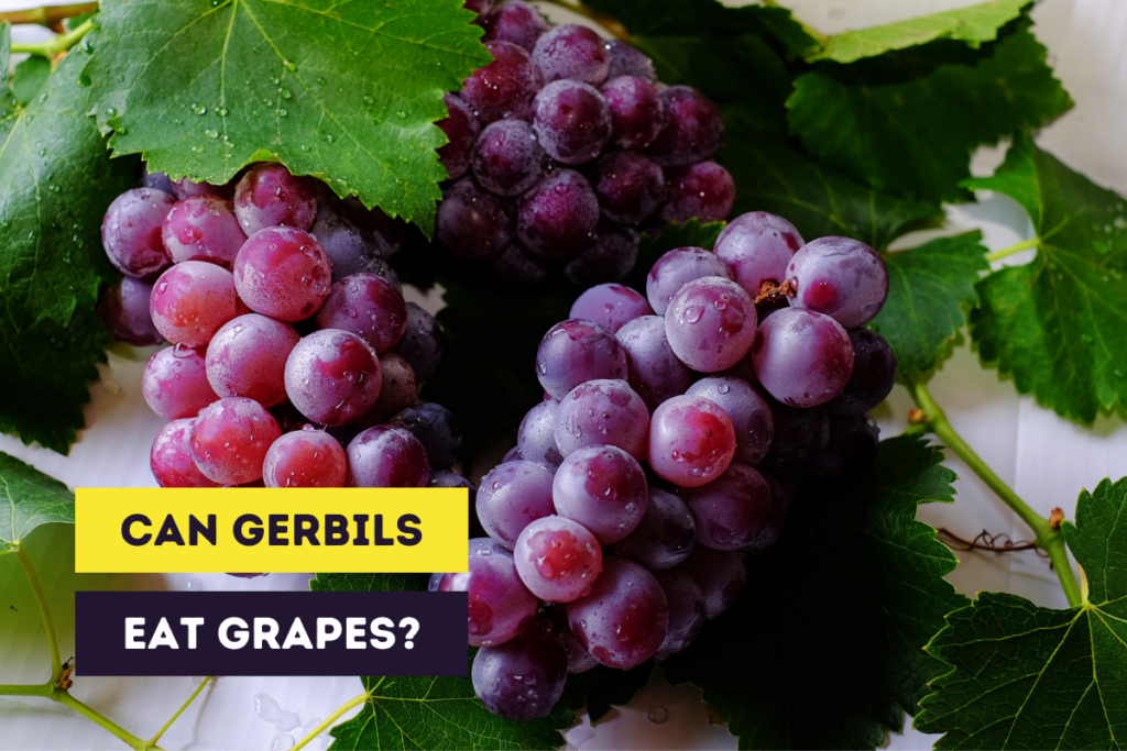 can gerbils eat grapes