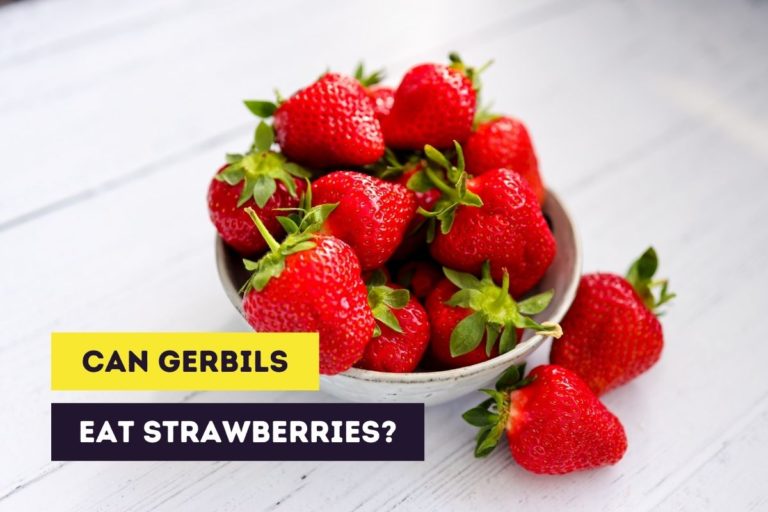 Can Gerbils Eat Strawberries? (Fresh, Dried and Dehydrated)