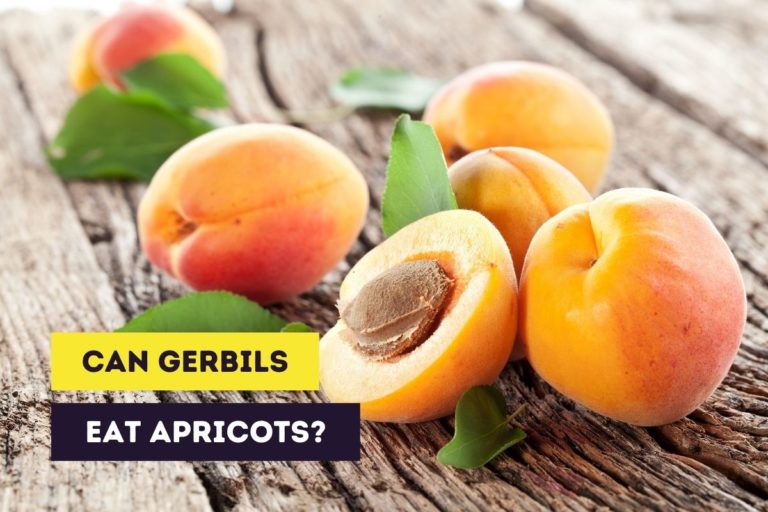 Can Gerbils Eat Apricots? (Fresh, Dried and Seeds)
