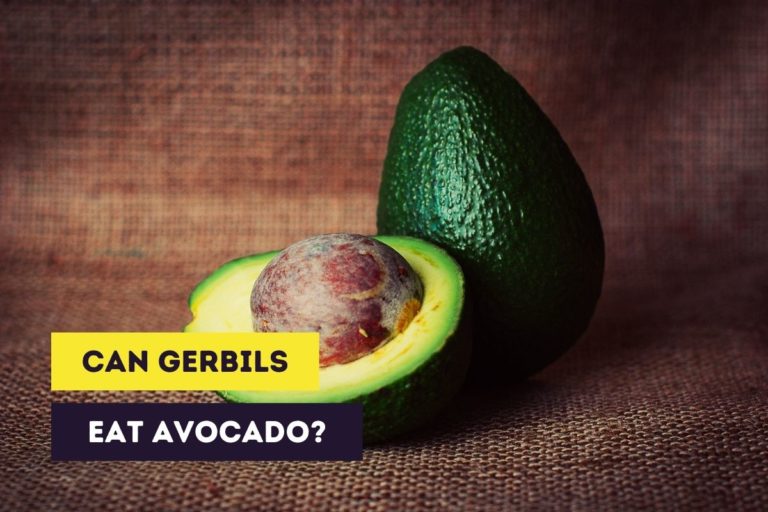 Can Gerbils Eat Avocados? (Toxicity of Persin to Gerbils)