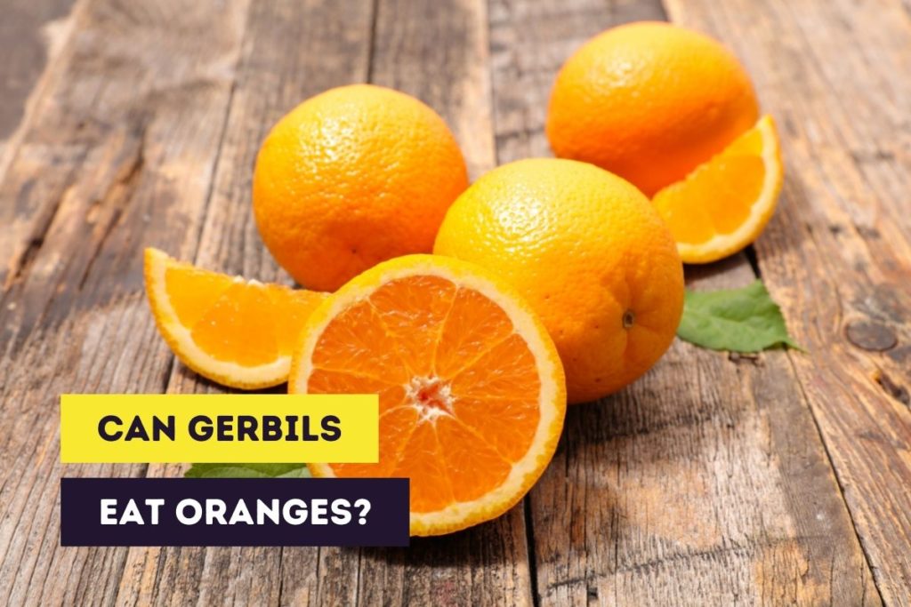 thumbnail can gerbils eat oranges