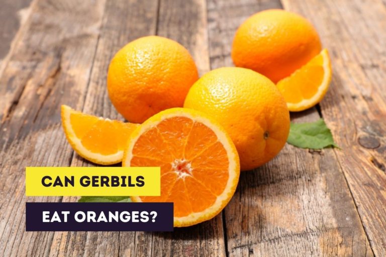 Can Gerbils Eat Oranges? (Fresh, Dried and Peels)
