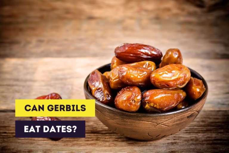Can Gerbils Eat Dates? (Dangers & Alternative Food)