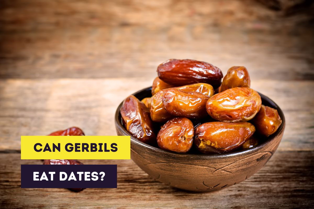 thumbnail can gerbils eat dates