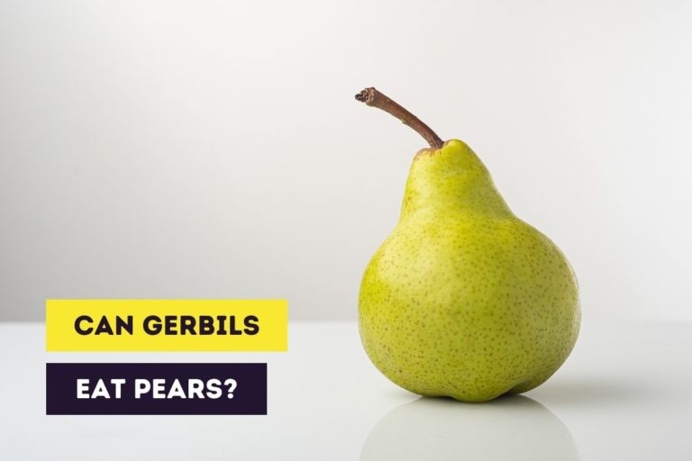 Can Gerbils Eat Pears? (Fresh and Dried)