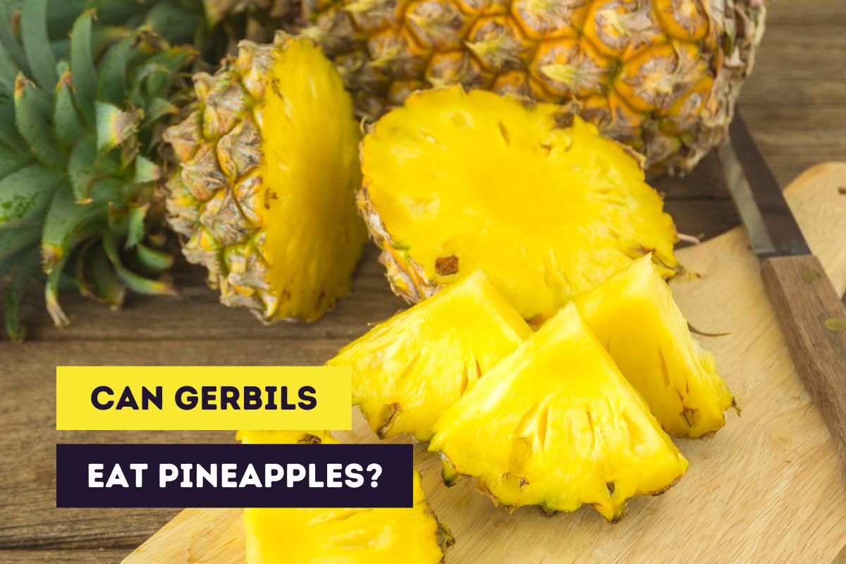 thumbnail can gerbils eat pineapples