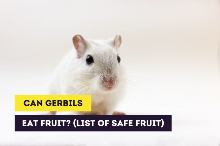 Can Gerbils Eat Fruit? (List of Safe Fruit and Tips)